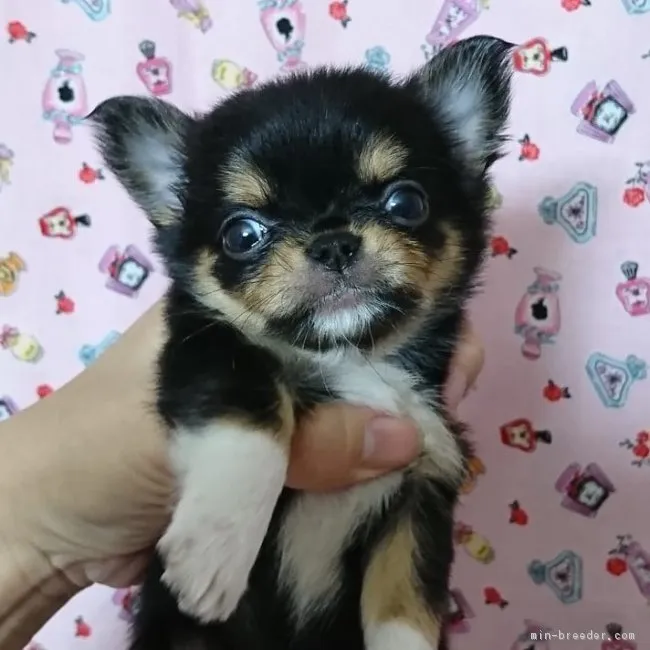ID：1811-00250の子犬