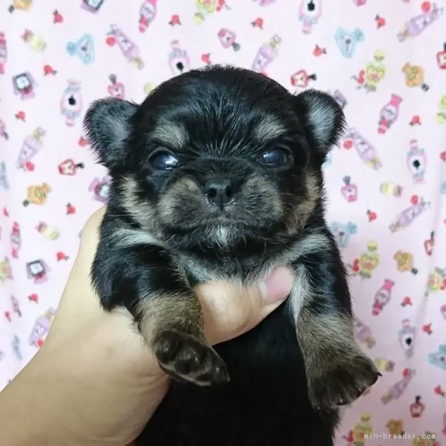 ID：1809-01551の子犬