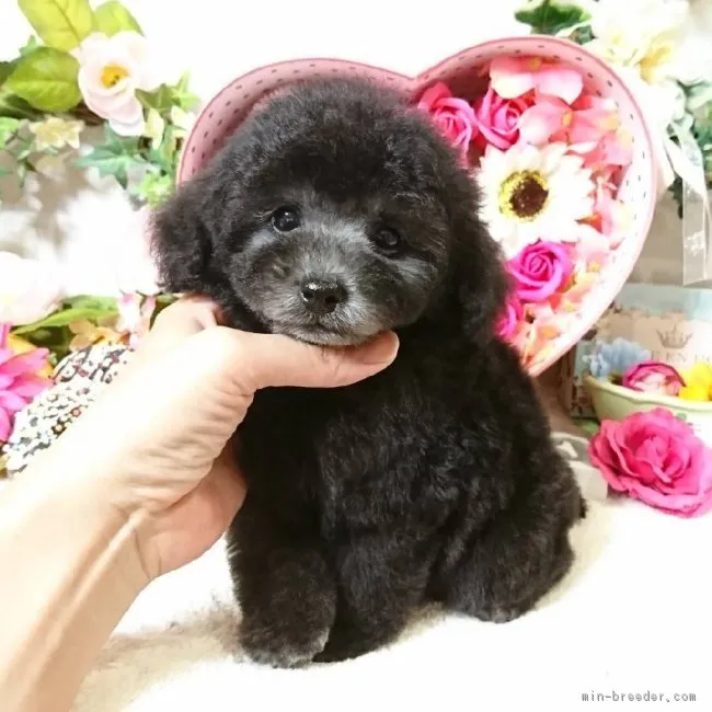 ID：1809-01118の子犬