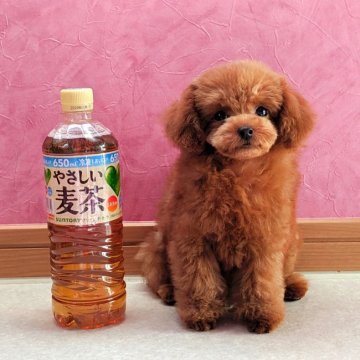 トイプードル(ティーカップ)【東京都・女の子・2019年4月27日・レッド】の写真「★★小さく可愛いお姫様★★」