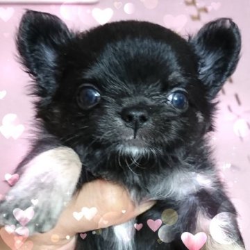 チワワ(ロング)【東京都・男の子・2018年5月30日・ブラックタン】の写真「★おっとり★可愛い男の子★」