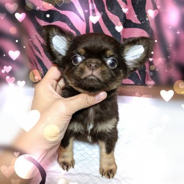 チワワ(ロング)【東京都・男の子・2019年8月22日・チョコタン】の写真「鼻ぺちゃチワワ❤️両親PRAクリア」