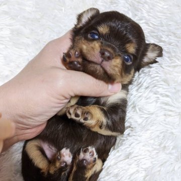 チワワ(ロング)【東京都・男の子・2019年12月7日・チョコタン】の写真「★両親PRAクリア★1/27までの募集になります。」