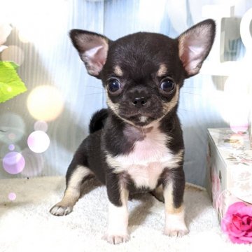 チワワ(スムース)【東京都・男の子・2020年6月14日・ブラックタンホワイト】の写真「★両親PRAクリア★可愛い子です★」