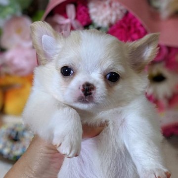 チワワ(ロング)【東京都・男の子・2019年5月8日・クリーム&ホワイト】の写真「★★甘えん坊です★★」