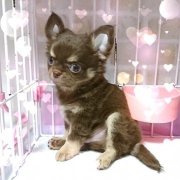 チワワ(ロング)【東京都・男の子・2018年6月25日・チョコクリーム(チョコタン)】の写真「値下げ★小振り★チョコクリーム★」