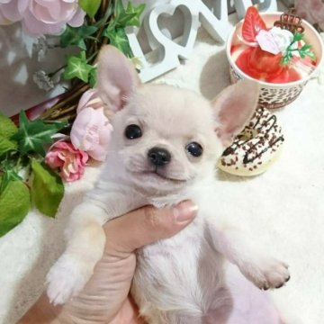 チワワ(スムース)【東京都・男の子・2017年10月1日・クリーム&ホワイト】の写真「★小振りな男の子★」