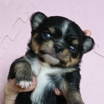 チワワ(ロング)【東京都・男の子・2018年8月3日・ブラックタンホワイト】の写真「★★可愛い僕です★★」