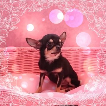 チワワ(スムース)【東京都・女の子・2017年6月29日・ブラックタン】の写真「★極小確定★良血統のお姫様★」