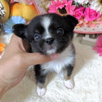 チワワ(ロング)【東京都・男の子・2019年4月29日・ブラッククリームホワイト】の写真「★★キリリと凛々しい男の子★★」