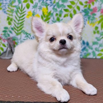 チワワ(ロング)【東京都・女の子・2020年4月2日・クリーム&ホワイト】の写真「★ふわふわ★シッカリ安心サイズの可愛い子です★」