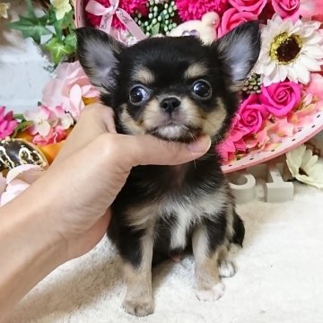 チワワ(ロング)【東京都・男の子・2018年9月20日・ブラックタンホワイト】の写真「★★小振りな美男子くん★★」