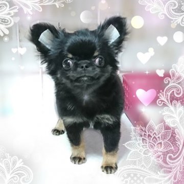 チワワ(ロング)【東京都・男の子・2018年1月18日・ブラックタン】の写真「★鼻ぺちゃまん丸小さめ君★ワクチン込★」