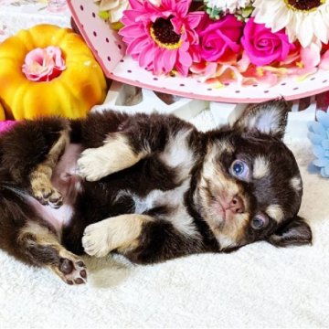 チワワ(ロング)【東京都・男の子・2019年7月29日・チョコクリームホワイト】の写真「★チョコクリームホワイト★両親PRAクリア★」