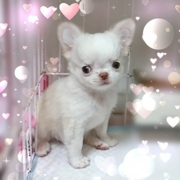 チワワ(ロング)【東京都・男の子・2019年3月8日・クリーム&ホワイト】の写真「★鼻ペチャほわ～っと可愛い子です★」