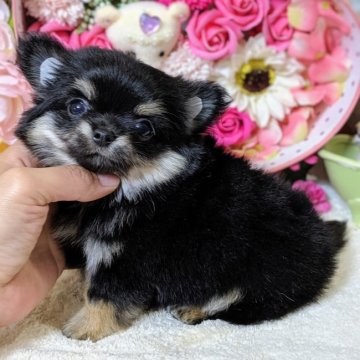 チワワ(ロング)【東京都・女の子・2019年5月8日・ブラッククリーム】の写真「★★爆毛★ふわふわな女の子★★」