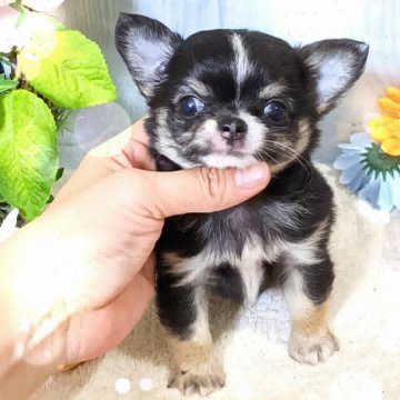 チワワ(ロング)【東京都・男の子・2020年4月16日・ブラックタンホワイト】の写真「★6/14で募集終了します★両親PRAクリア★」