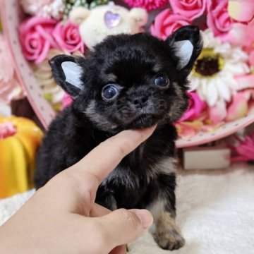 チワワ(ロング)【東京都・男の子・2019年8月15日・ブラックタン】の写真「❤️鼻と足の短い可愛い僕です❤️両親PRAクリア❤」