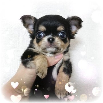 チワワ(ロング)【東京都・女の子・2018年9月20日・ブラックタンホワイト】の写真「★★小さなお姫様★★」