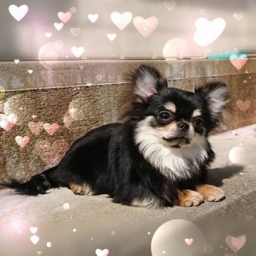 チワワ(ロング)【東京都・女の子・2017年9月10日・ブラックタン】の写真「★極小確定★激カワなお姫様★」