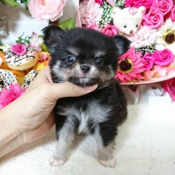 チワワ(ロング)【東京都・男の子・2018年7月15日・ブラックタンホワイト(ブラッククリームホワイト)】の写真「★値下げ★チャンピオン息子★」