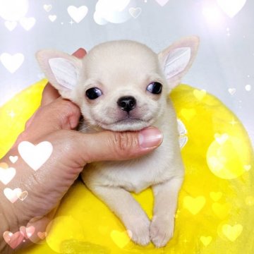 チワワ(スムース)【東京都・男の子・2019年8月5日・クリーム】の写真「ママはチャンピオン★白っぽいクリームで色素真っ黒！」