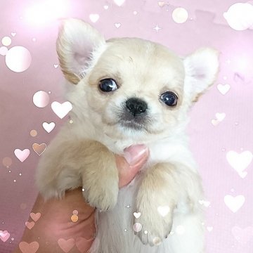 チワワ(ロング)【東京都・男の子・2018年6月7日・クリーム&ホワイト】の写真「★★モフモフ鼻ペチャッ☆クリームの可愛い男の子★★」