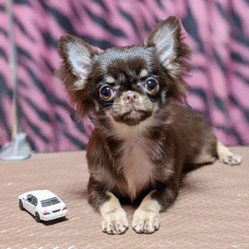 チワワ(ロング)【東京都・男の子・2019年7月29日・チョコタン】の写真「❤️鼻ぺちゃなお顔自慢❤️両親PRAクリア❤」