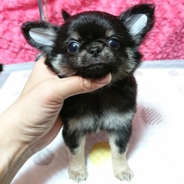 チワワ(ロング)【東京都・男の子・2019年3月3日・ブラッククリーム(ブラックタン)】の写真「★★ショータイプ★正統派な美男子★★」