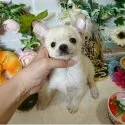 チワワ(スムース)【東京都・男の子・2017年10月1日・クリーム&ホワイト】の写真2