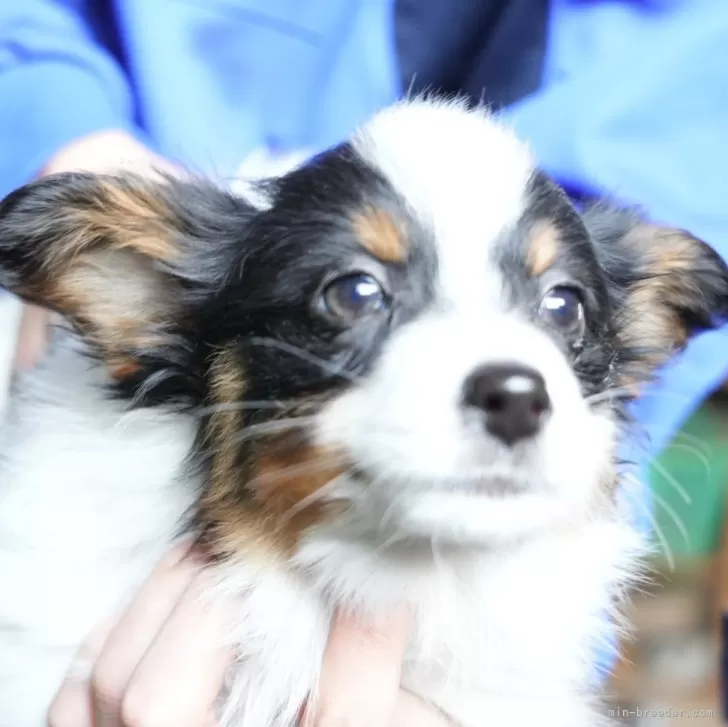 ID：2501-07413の子犬