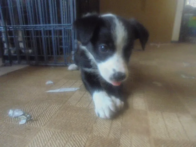 ID：1607-00111の子犬