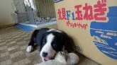ボーダーコリー系ミックス【愛知県・男の子・2019年4月24日・ブラック&ホワイト】の写真1