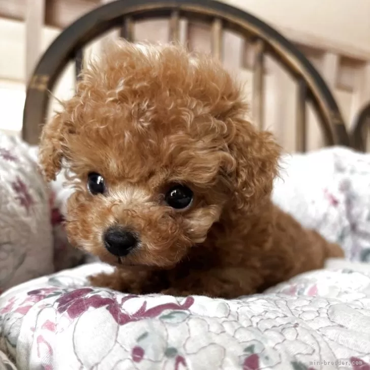 ID：2507-07319の子犬