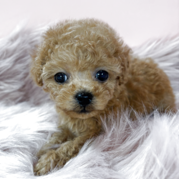 p*o様 ティーカッププードル ティーカッププードルの子犬を探す｜ブリーダー直販の子犬販売