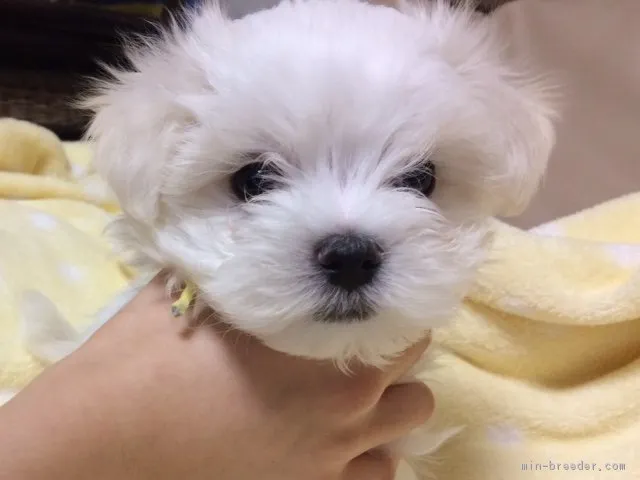 ID:1702-01411の子犬