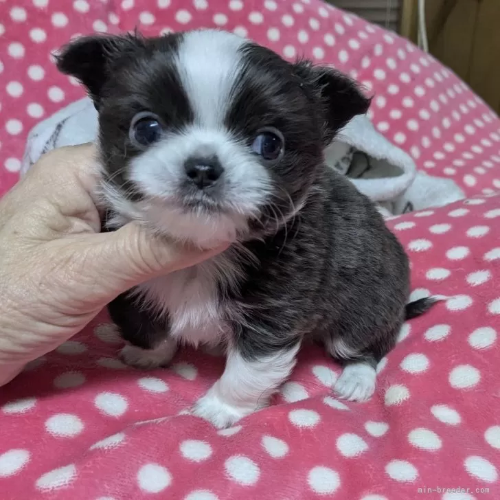 ID：2503-05620の子犬