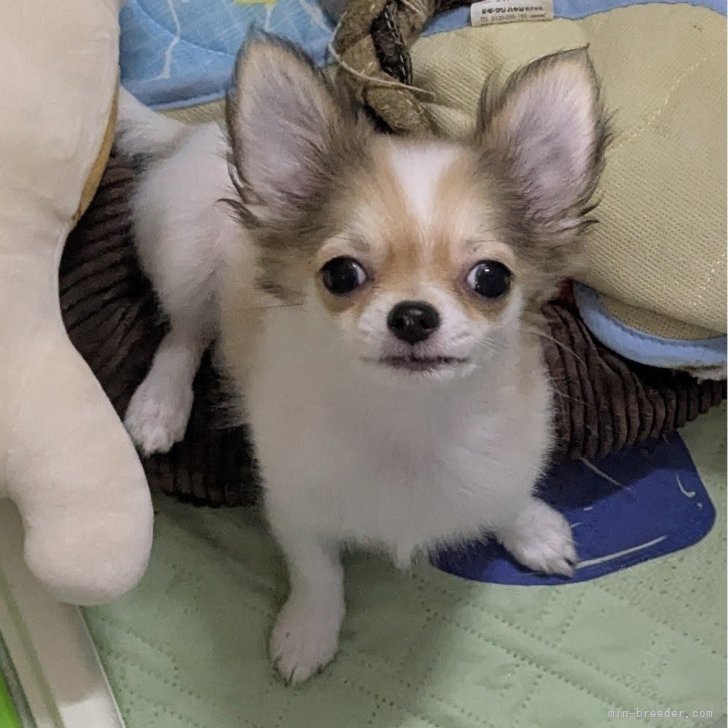 ブリーダー画像