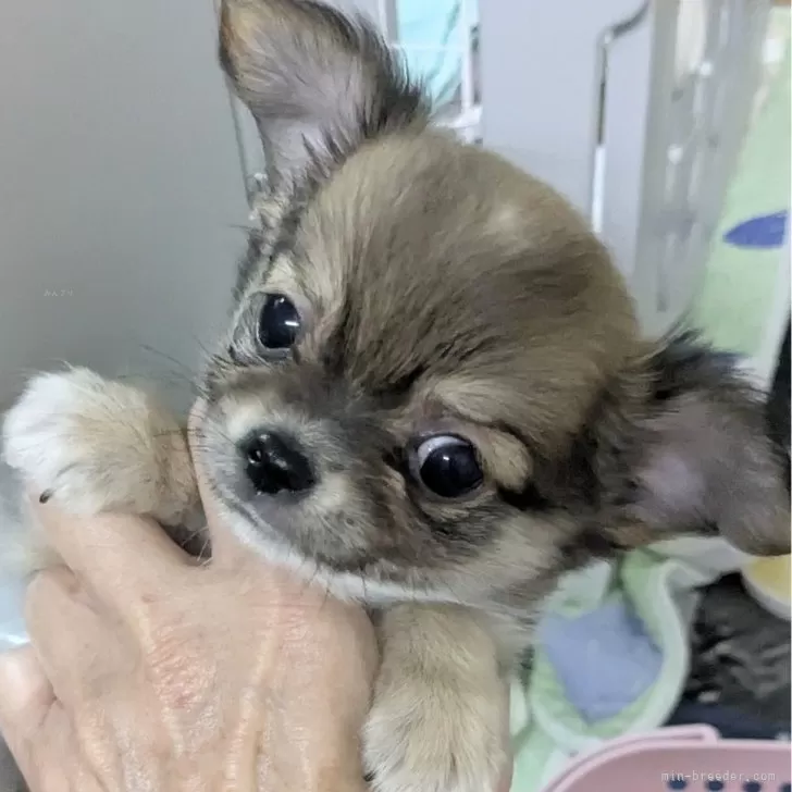 ID：2507-04928の子犬