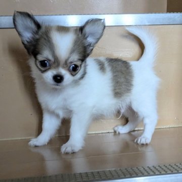 チワワ(ロング)【福井県・男の子・2025年6月22日・レッド&ホワイト】の写真「小ぶりでかわいいです♪」