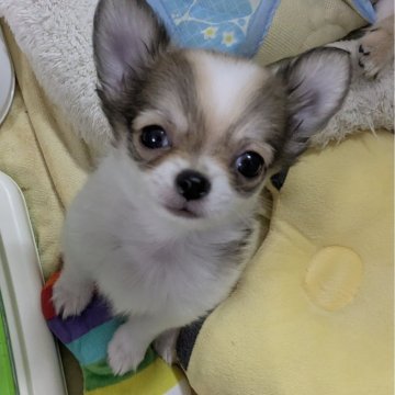 チワワ(ロング)【福井県・男の子・2025年6月22日・レッド&ホワイト】の写真「小ぶりでかわいいです♪」