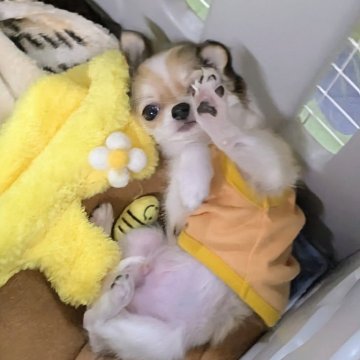 チワワ(ロング)【福井県・男の子・2025年6月22日・ホワイト&レッド】の写真「犬見知りなし、人懐っこい、可愛い❤」