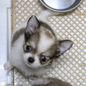 チワワ(ロング)【福井県・男の子・2025年6月22日・レッド&ホワイト】の写真「動画更新しました(^▽^)/　７/２９」
