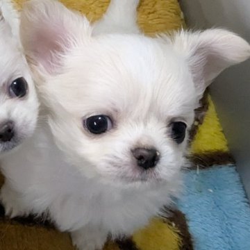チワワ(ロング)【福井県・男の子・2025年2月24日・クリー厶&ホワイト】の写真「やさしいカラーの男の子」