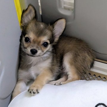 チワワ(ロング)【福井県・男の子・2025年6月22日・レッド&ホワイト】の写真「可愛いチワワちゃん」