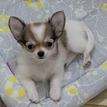 チワワ(ロング)【福井県・男の子・2025年6月22日・レッド&ホワイト】の写真「小ぶりでかわいいです♪」