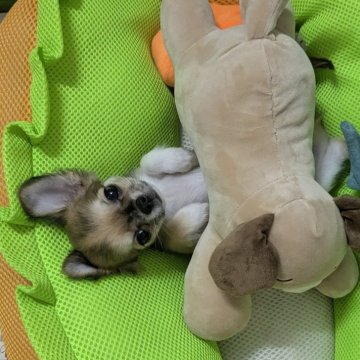 チワワ(ロング)【福井県・男の子・2025年7月13日・レッド&ホワイト】の写真「おめめクリクリ、小ぶりでまん丸お顔の男の子」