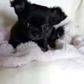 チワワ(ロング)