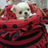 チワワ(ロング)