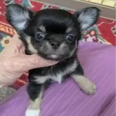 チワワ(ロング)